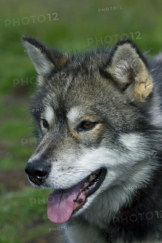 Greenland dog