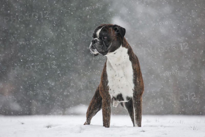 Boxer dog in the snow in forest during snowfall in winter