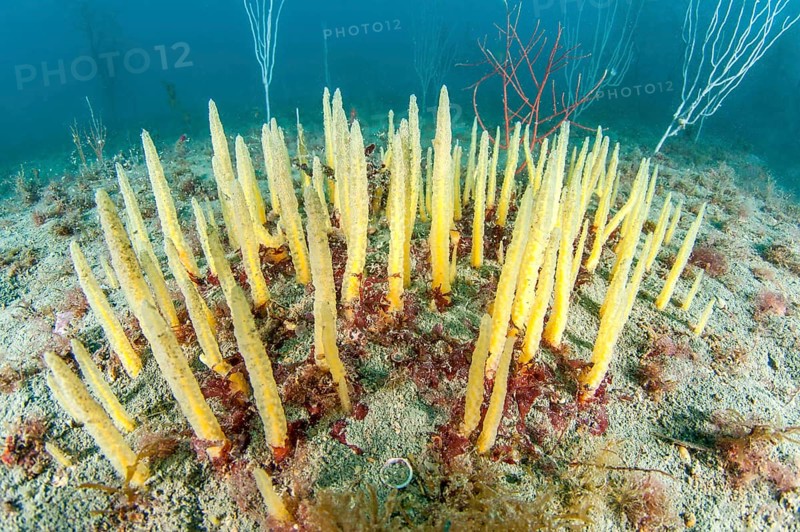 Brush sponge Ciocalypta penicillus