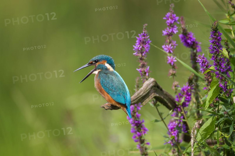 Common kingfisher
