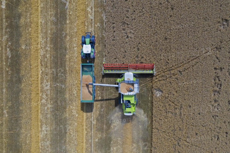 Aerial view of combine harvester and tractor with trailer harvesting rapeseed field in summer
