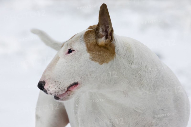English Bull Terrier