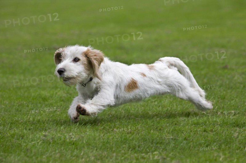 Basset griffon vendeen
