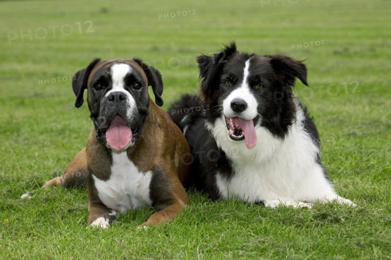Boxer and Border collie lying next to each other on on lawn in garden