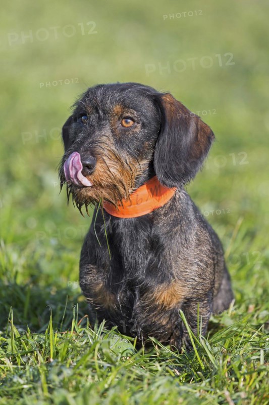 Wire-haired dachshund
