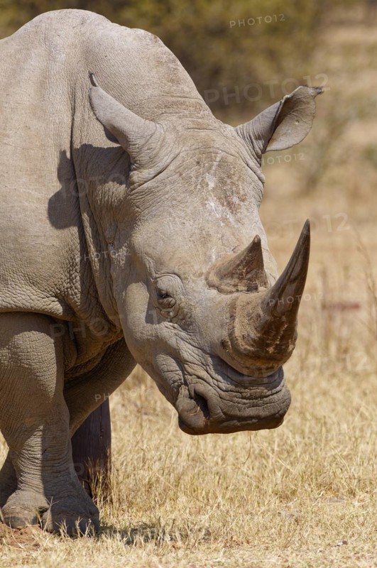 White rhinoceros