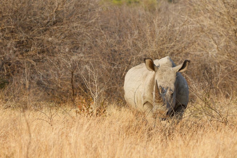 White rhinoceros