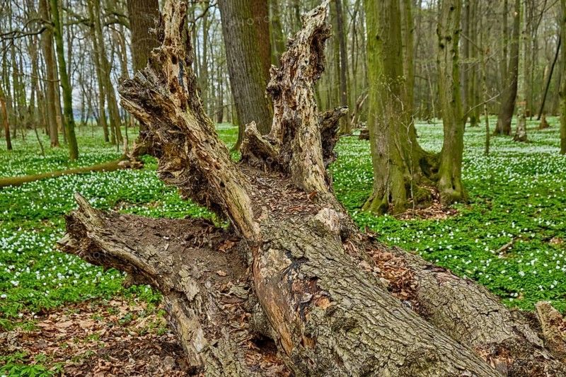 The Lasker Auenwald nature reserve in the Sorbian settlement area in spring