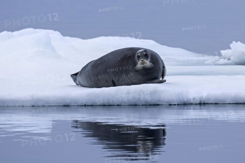 Bearded seal
