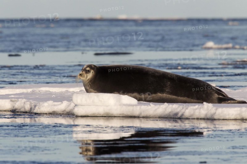 Bearded seal