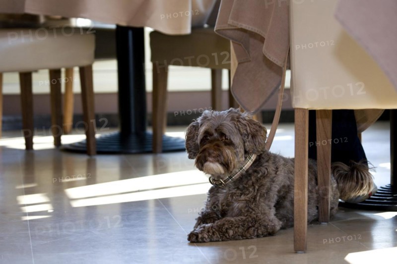 Tibetan terrier dog resting on the floor in restaurant