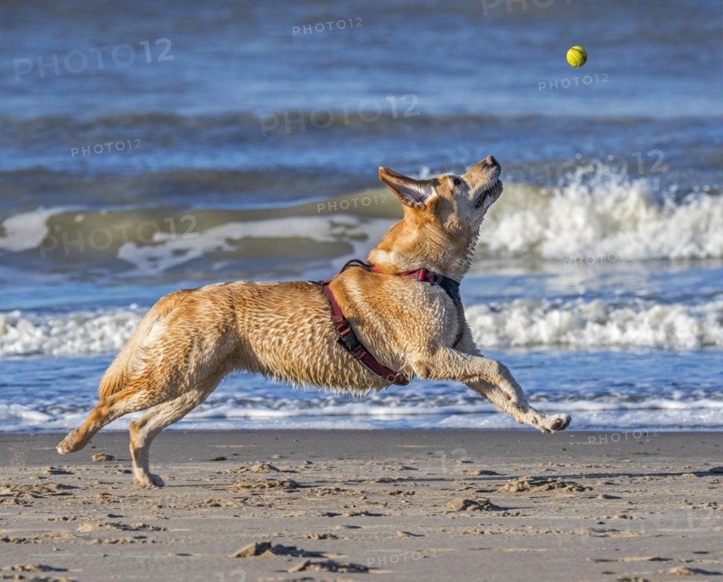 Unleashed blonde labrador retriever wearing dog harness and playing fetch with tennis ball on the beach