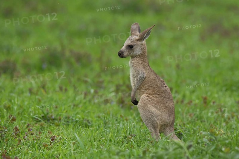 Young eastern grey kangaroo