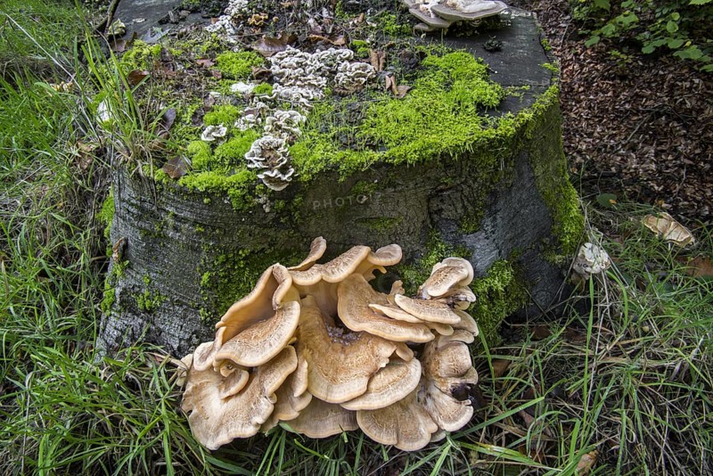 Giant polypore