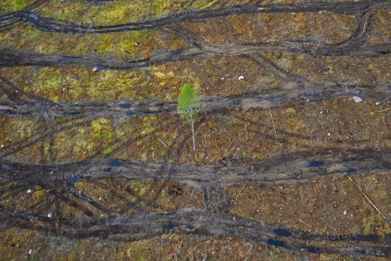 Aerial view over clearcut showing caterpillar tracks