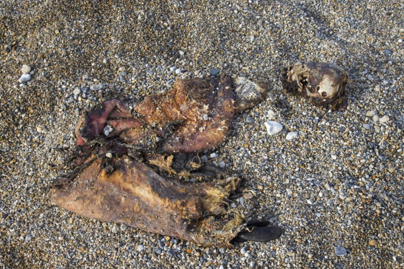 Remains of walrus