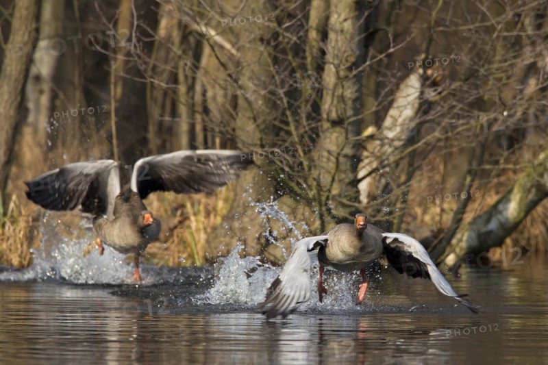 Greylag goose