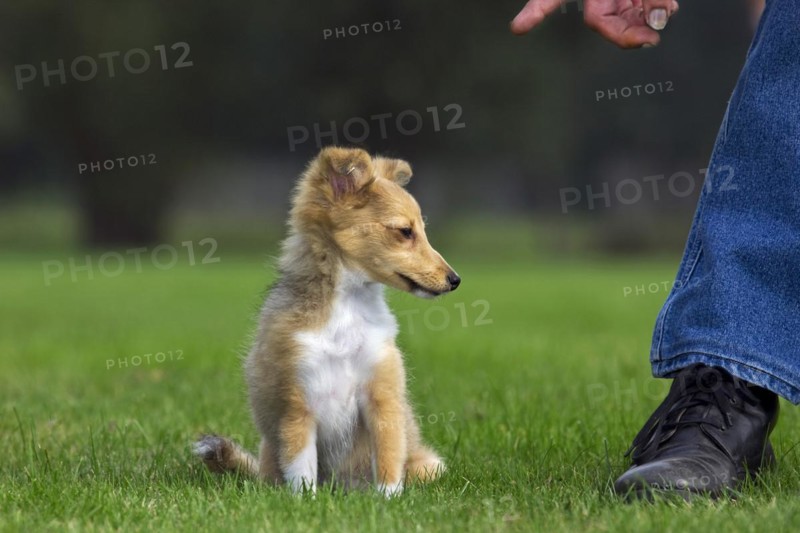 Shetland Sheepdog