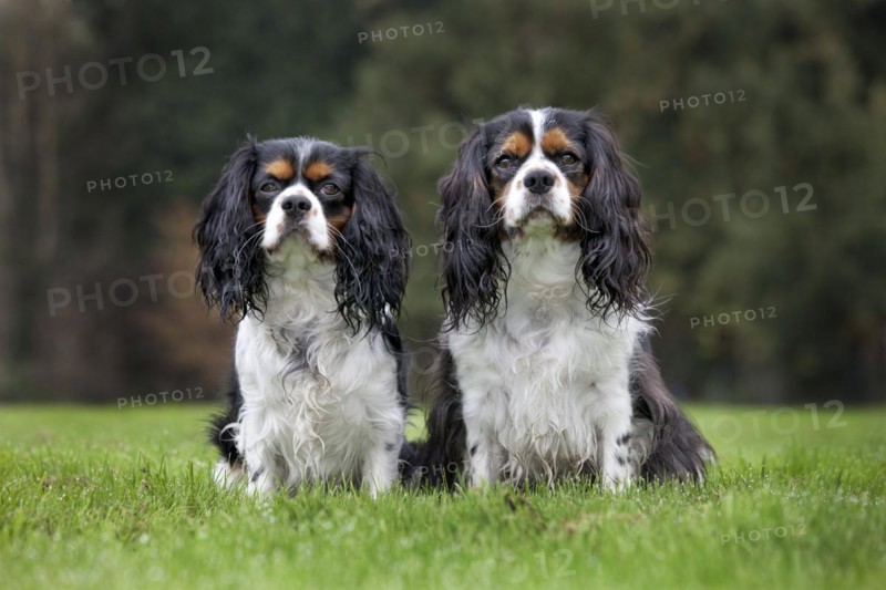 Cavalier King Charles Spaniel couple in garden