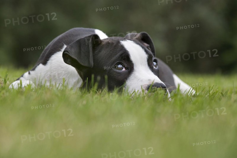 American Staffordshire terrier