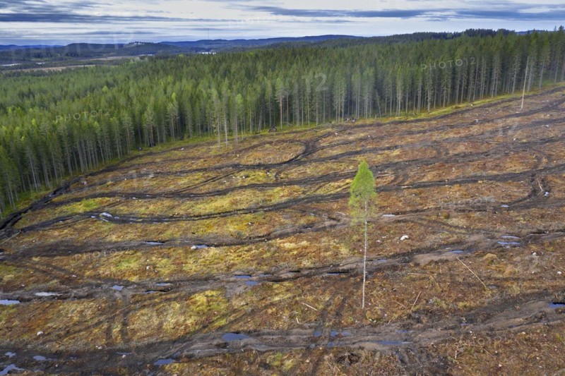 Aerial view over clearcut showing caterpillar tracks