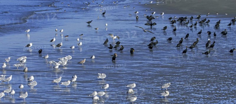 Flock of great cormorants