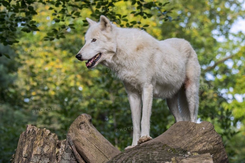 Hudson Bay wolf