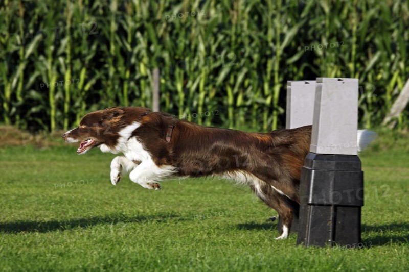 Border Collie