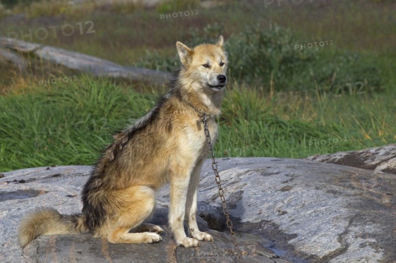 Greenland dog