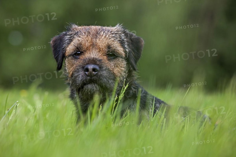 Border Terrier