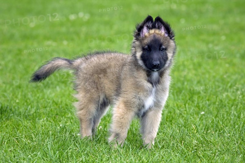 Young Belgian shepherd Tervueren