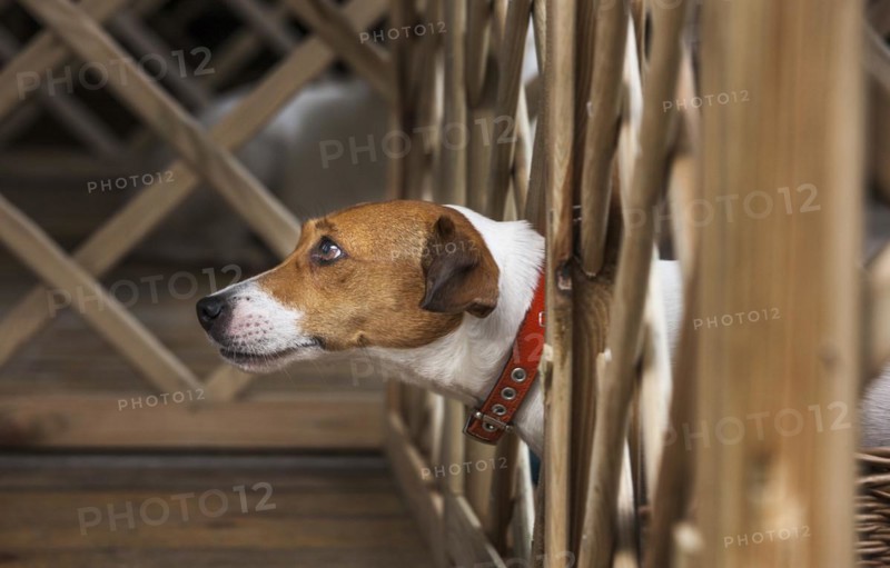 Smooth coated Jack Russell terrier