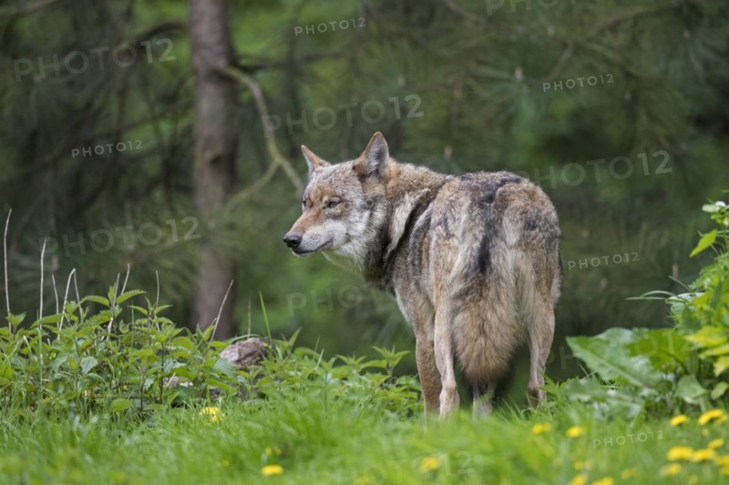 Solitary Eurasian wolf