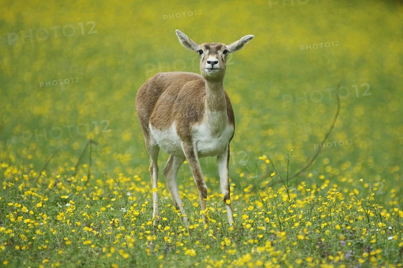 Antelope cervicapra