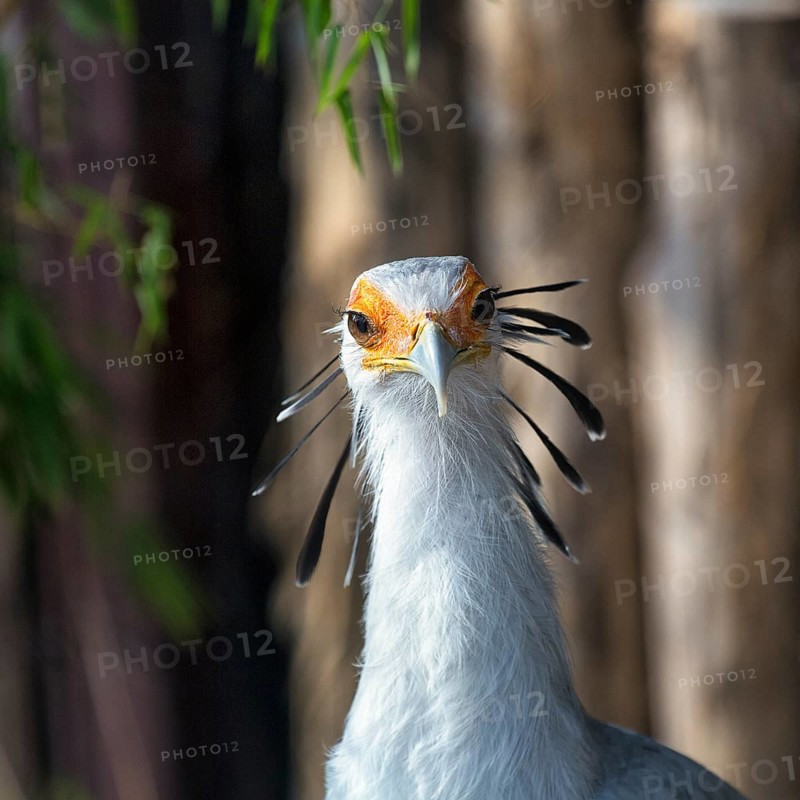 Secretary bird