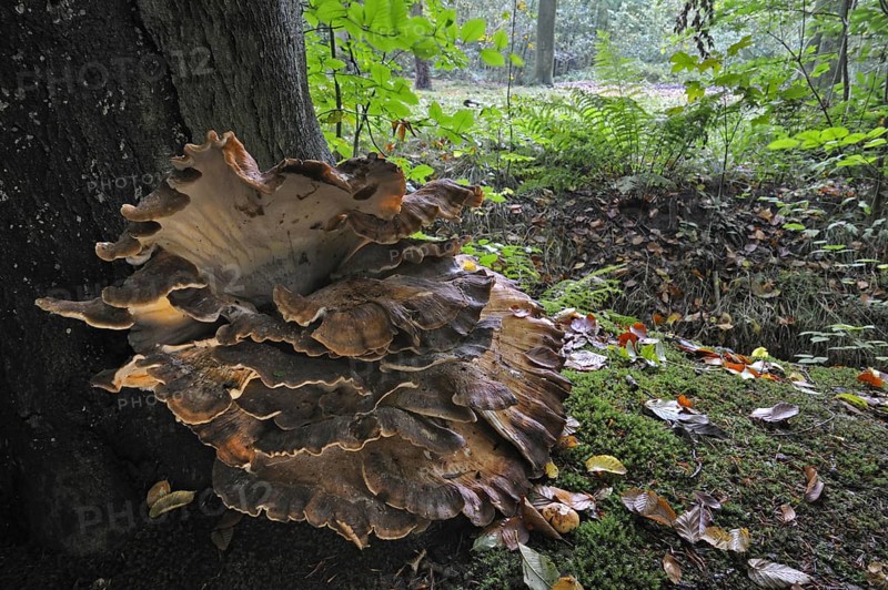 Giant polypore bracket fungus