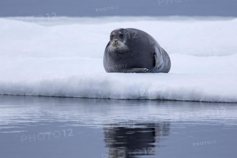 Bearded seal