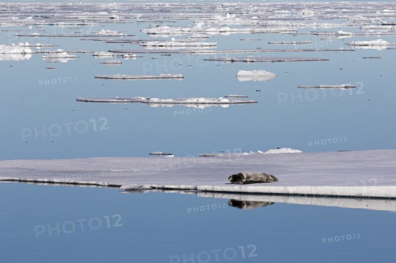 Bearded seal