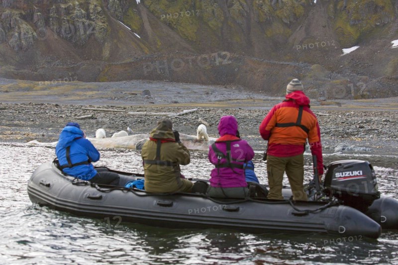 Eco-tourists in Zodiac taking pictures of scavenging polar bears
