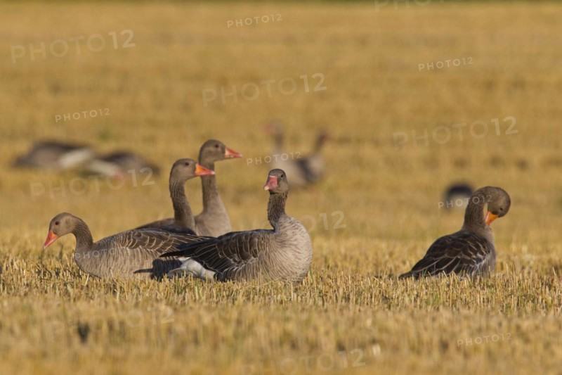 Greylag Geese