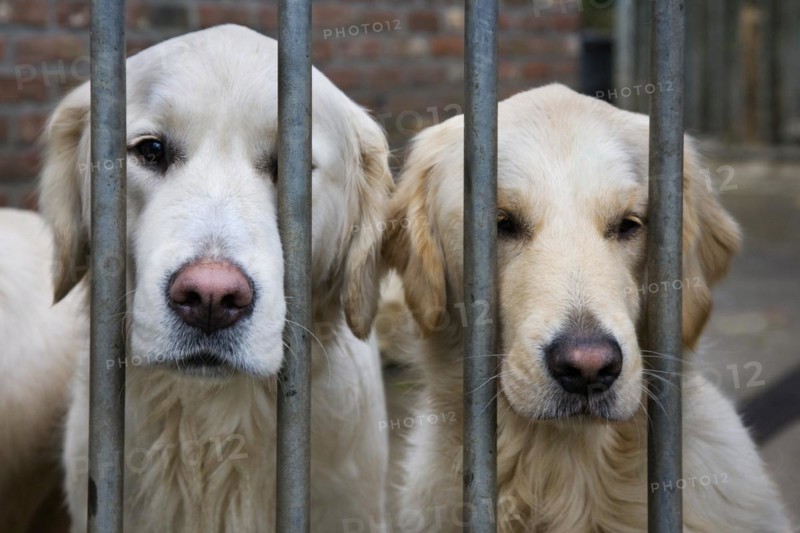 Two Golden Retrievers