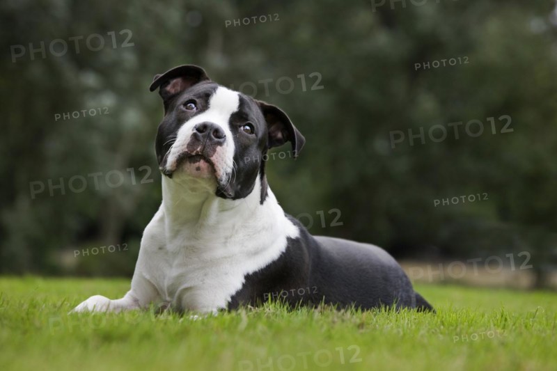 American Staffordshire terrier