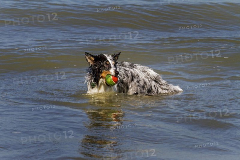 Shetland Sheepdog
