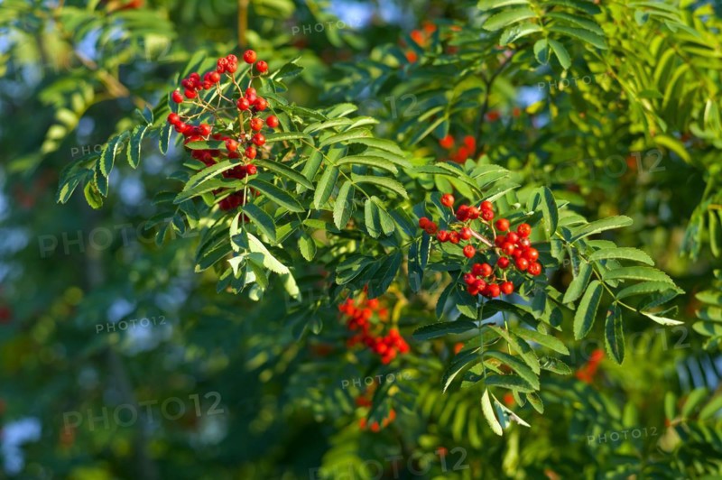 European rowan