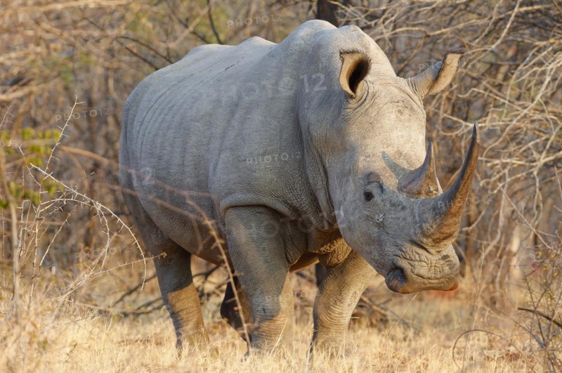 White rhinoceros