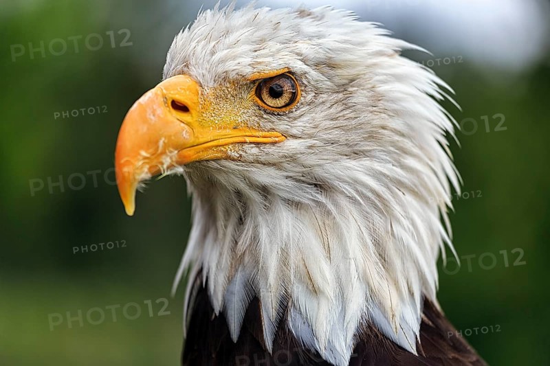 Bald eagle
