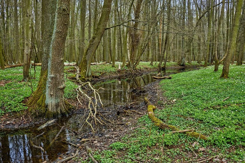 The Lasker Auenwald nature reserve in the Sorbian settlement area in spring
