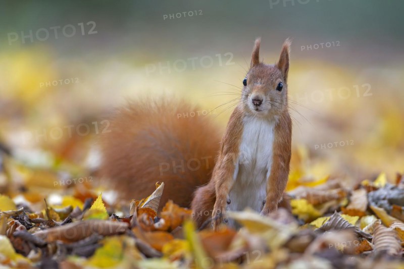 Eurasian red squirrels