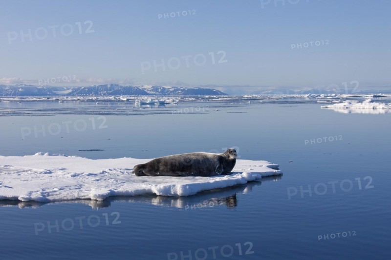 Bearded seal