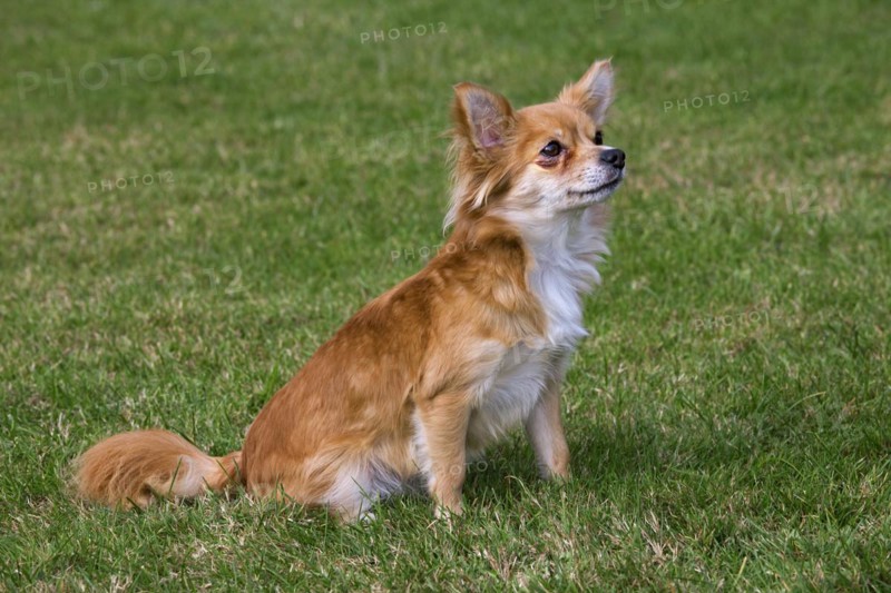 Papillon dog